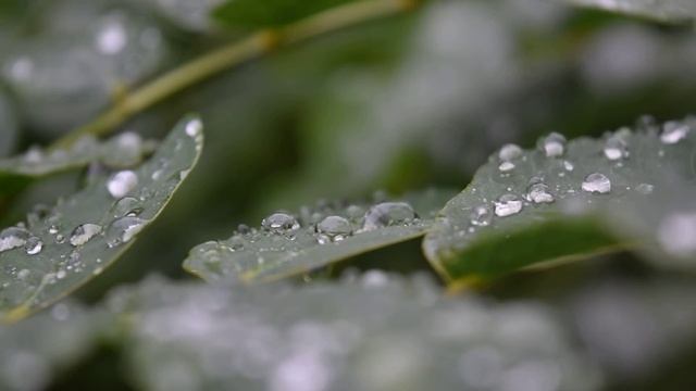 Nikon D3300 18mm-55mm Video Testing смотреть онлайн
