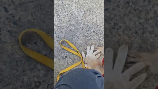 강아지 어리둥절(재업로드) смотреть онлайн