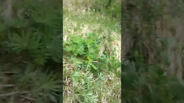 Коп металла! Рекорд пассика! смотреть онлайн