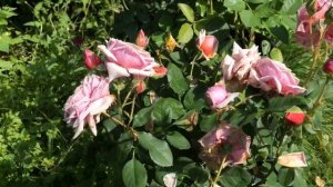 Rozes Malicorne, Brownie, Tom Brown un citas