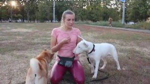 Собака боится других собак. Как научить собаку не бояться играть с собаками на улице?