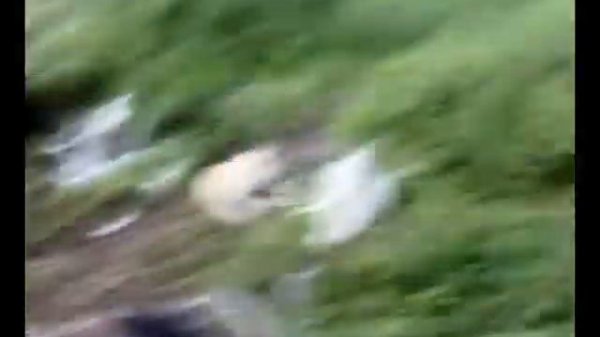 животный мир,animal world