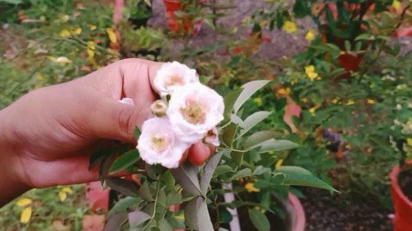 #climbing rose#creeper rose/white orange shade clinbing rose. #malayalam