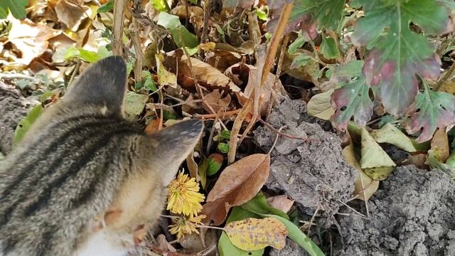 Кошка ловит мышку котятам. Молниеносная реакция! смотреть онлайн