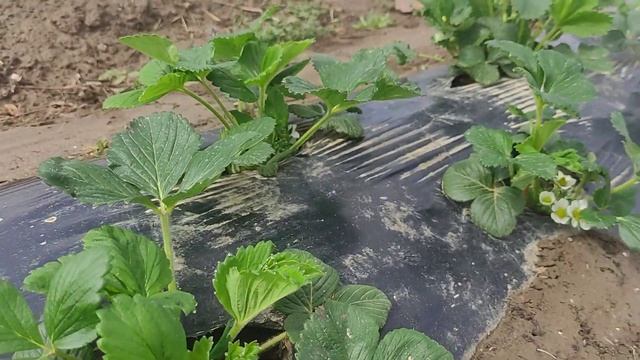 обработка клубники под агроволокном, первая обработка поздних сортов клубники,3х20 в корень 2 раз! смотреть онлайн