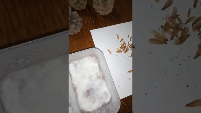 Выращивание хвойных из семян смотреть онлайн