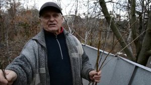 Перепрививка фруктовых деревьев весной