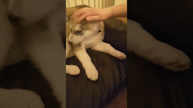 Маламут Путята. Приучаем отдавать хозяину еду.