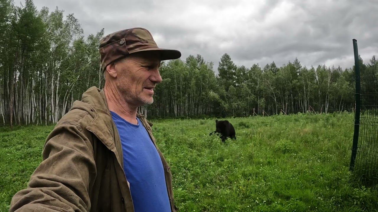 Как произошёл очередной побег медведей. смотреть онлайн