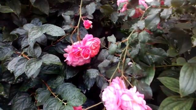 Rose Prix P J Redoute  27 серпня 2020 р. Прікс Пі Джей Редут роза