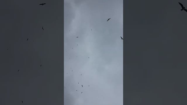 Наткнулись на гнёзда. Чайки атакуют смотреть онлайн