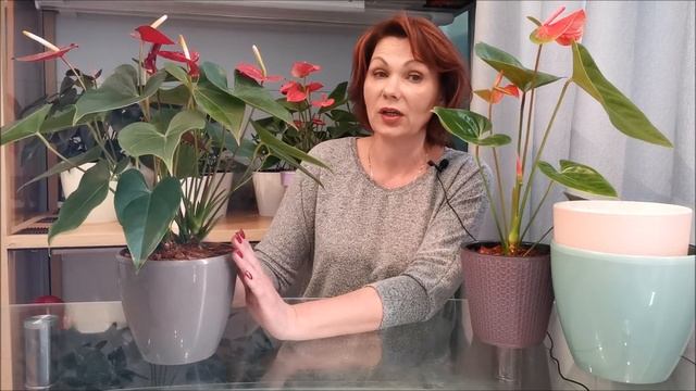 Септориоз, причины и лечение, здоровый куст антуриума, перевалка в новый грунт смотреть онлайн