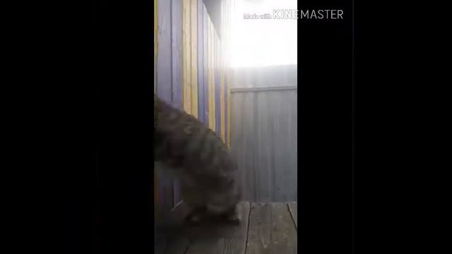 Буся,Клери,Клео.Что делают девочки в первой половине дня❤ смотреть онлайн