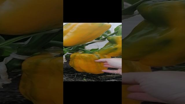 Крупноплодный сладкий перец Джемини. смотреть онлайн