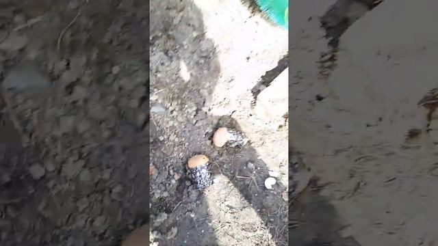 Усопшим нужна молитва о них, а не конфеты на могилах. смотреть онлайн