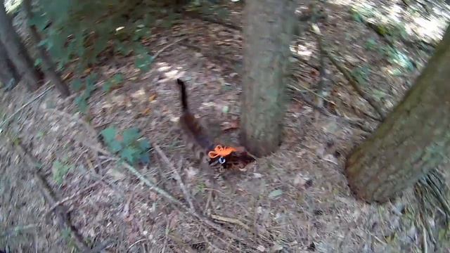 Бенгальский кот в лесу смотреть онлайн