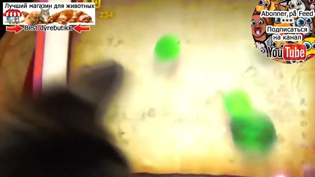 Животные и птицы играют в игры смотреть онлайн