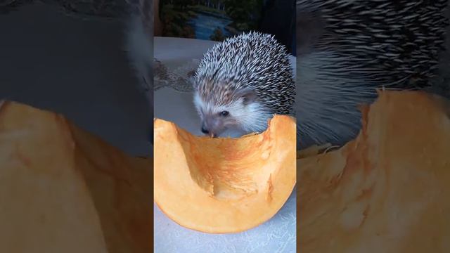 Фифочка снимает пробу тыквы смотреть онлайн