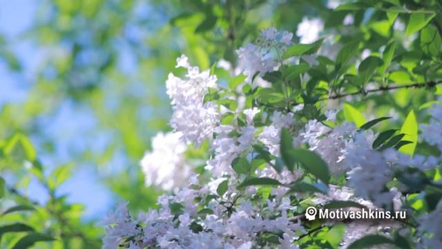 Он будет бегать за тобой | 42 сильные аффирмации на любовь конкретного мужчины | Слушать 21 день смотреть онлайн