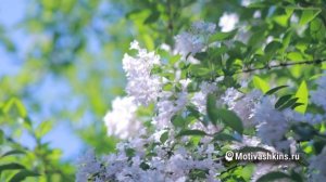 Он будет бегать за тобой | 42 сильные аффирмации на любовь конкретного мужчины | Слушать 21 день