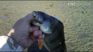 Окунь на полкило на отводной , он же разводной #рыбалка#спиннинг