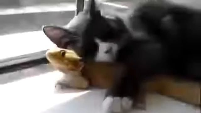 Кот обнимается с ящерицей смотреть онлайн