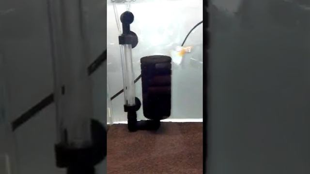 Гуппи желто-перламутровые альбиносы смотреть онлайн