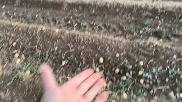 ?ПОИСК НА КАРТОФЕЛЬНОМ ПОЛЕ С КАМРАДОМ? смотреть онлайн