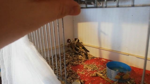 Щеглы, поймал пару, буду пробывать разводить в неволе смотреть онлайн