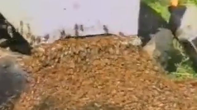 Вывод пчелиных маток, O.P.I.D.A., Франция смотреть онлайн