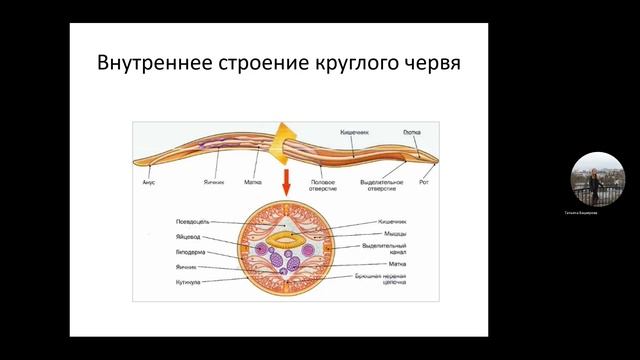 Видеолекция № 2 по биологии 7 класс смотреть онлайн