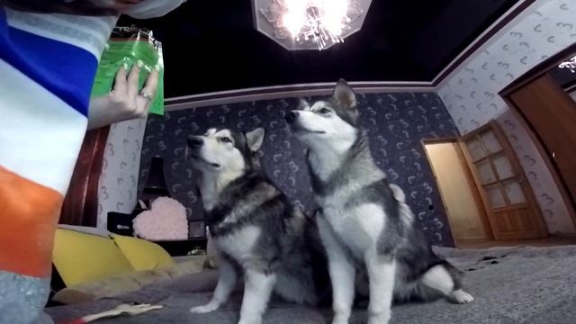 ОПАСНЫЕ ИГРУШКИ ДЛЯ СОБАК смотреть онлайн