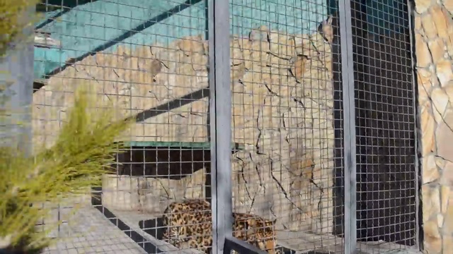 Ревнивец леопард Барон ! смотреть онлайн