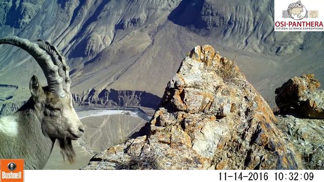 Siberian ibex male, Sarychat Ertash state reserve (Kyrgyzstan), 2016 - OSI-Panthera смотреть онлайн