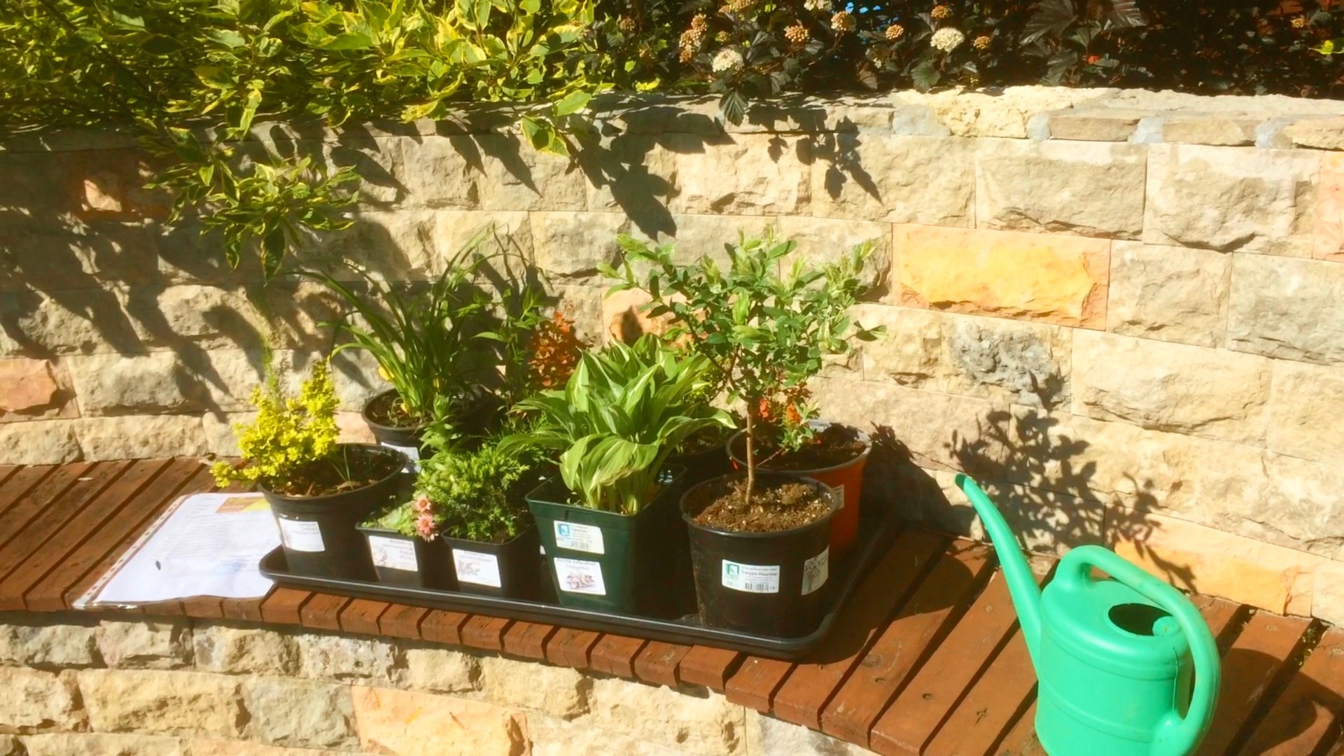 НОВЫЕ РАСТЕНИЯ ИЗ СПИСКА ХОТЕЛОК. ИВА ХАКУРО НИШИКИ / КАРЛИКОВЫЕ БАРБАРИСЫ / ХОСТА СТРИПТИЗ.