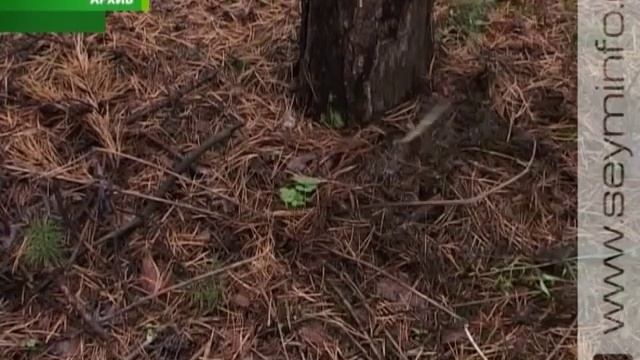 Курян предупреждают об опасности отравления грибами смотреть онлайн