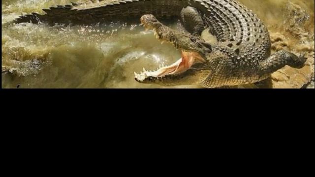 ГРЕБНИСТЫЙ КРОКОДИЛ VS БОЛЬШАЯ БЕЛАЯ АКУЛА!!!! КТО СИЛЬНЕЕ? КОНЕЦ ЭТОГО СПОРА!!!! смотреть онлайн