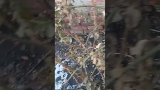 Як нас чекають троянди?Про висаджування сухоцвитив