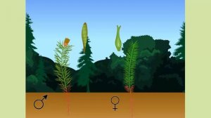 Размножение мха кукушкин лен