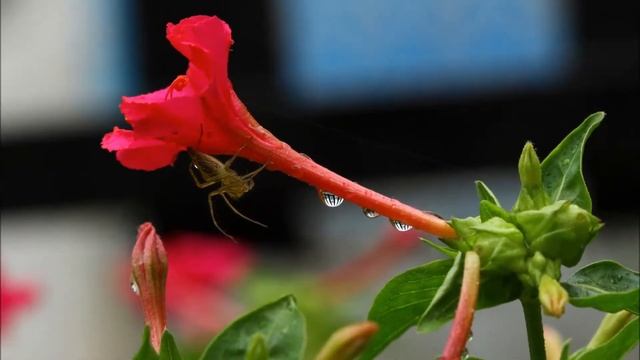 Mirabilis Jalapa in Timelapse Mode.mp4 смотреть онлайн