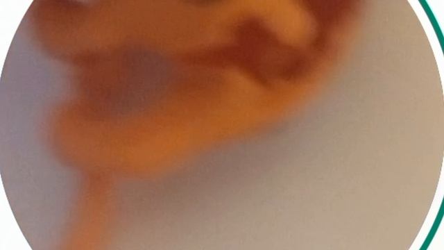 Как собрать игрушку из киндера сюрприза?