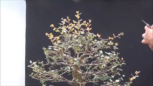 Quercus Suber , Alcornoque, defoliado y equilibrio de la fuerza смотреть онлайн