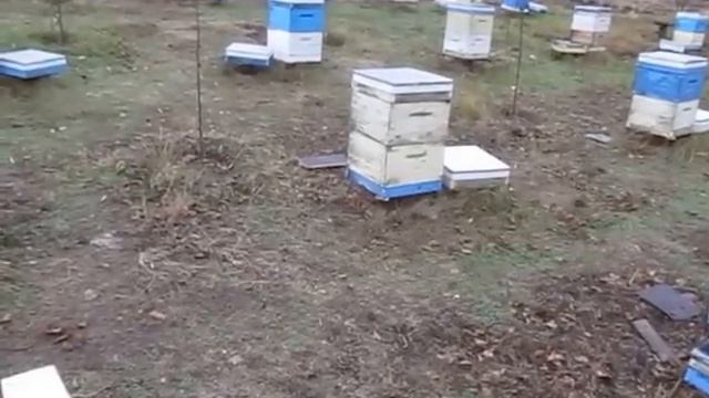 Состояние пчелосемей в ноябре 2015 г. Часть 2 смотреть онлайн