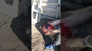 Кастрируем кабана самостоятельно в домашних условиях.