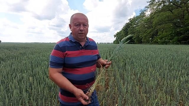 Чому "горить" пшениця? смотреть онлайн