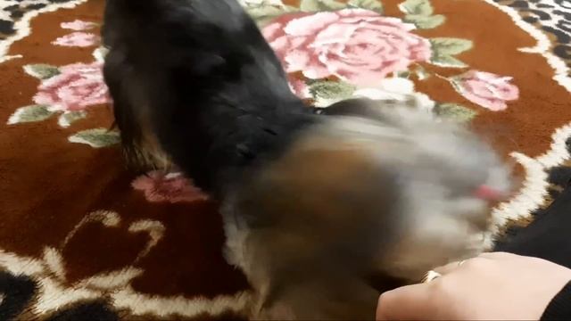 Семья из Мариуполя. Дорога. Пробки.#мариупольвидео #мариупольсегодня #мариупольсейчас