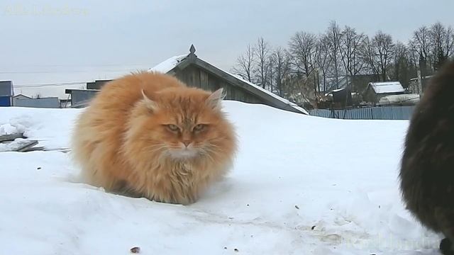 Сибирские #кошки на кошачьей тропе Cнег Мороз Обед #siberian_cats #koshlandia смотреть онлайн