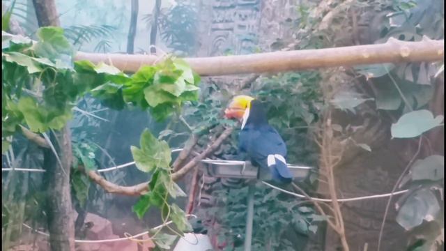 Московский ЗООпарк. Отличный осенний день))))) смотреть онлайн