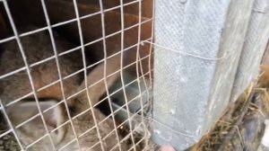 Для начинающих кролиководов - с чего начать организацию своего хозяйства разведение кроликов