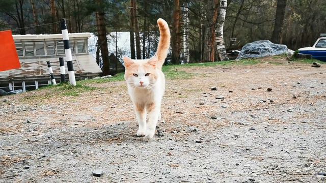 Северная осетия с катухой смотреть онлайн